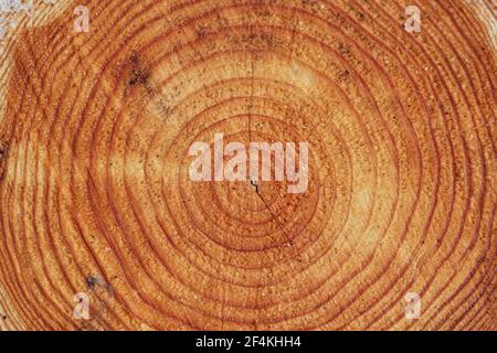 Großes kreisförmiges Stück Holz Querschnitt mit Stamm Baum Ringe Textur Muster und Risse, close up Stockfoto