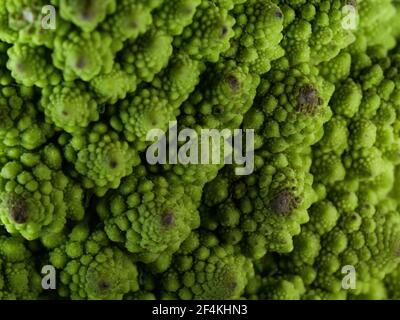 Brokkoli Romanesco Kohl (oder römischen Blumenkohl) Stockfoto