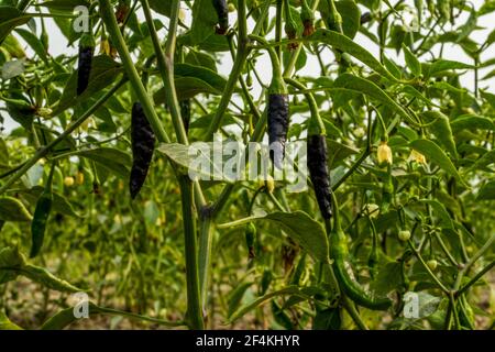 Schwarze Chilischoten oder Capsicum annuum sind die Früchte der Paprika Pflanzen, scharfe Geschmack Gemüse Stockfoto