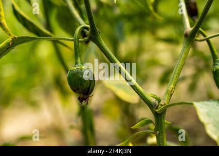 Chilischoten oder Capsicum schwarz Chili annuum sind die Früchte Pflanzen, heißen Geschmack Gemüse Stockfoto