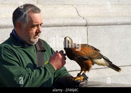 London, England, Großbritannien. Trafalgar Square. Harris-Falke (Parabuteo unicinctus - weiblich) trainierte, um Tauben vom Platz zu vertreiben, mit ihrem Harris Ha Stockfoto