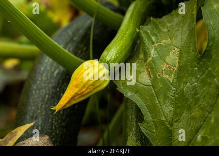 Crookneck Squash oder Cucurbita ist eine Gattung krautiger Reben aus der Familie der Kürbisse, die auch Zucchini Squash, Round Zucchini, Causa Squash heißen Stockfoto