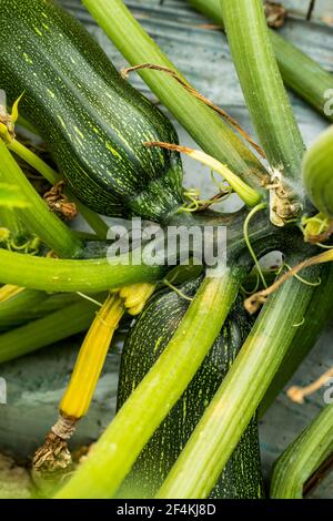 Cucurbita oder Squash oder ist eine Gattung von krautigen Reben in der Familie Kürbis, die auch Zucchini Squash, Runde Zucchini Namen Stockfoto