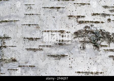 Hintergrund der weißen und grauen Cortex Birke in Der Wald Stockfoto