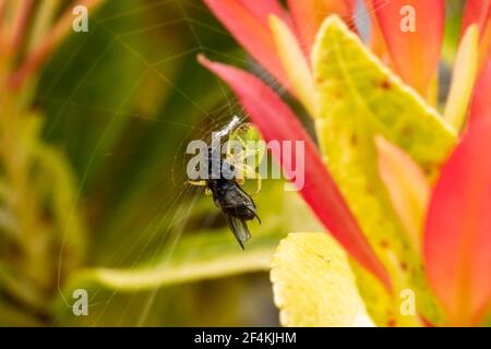 Eine junge Gurkenspinne (araniella cucurbitina) Im Frühjahr, die eine gemeinsame Garten grüne Orb Spinne ist Die ihre Fliegeninsektenraub durch Buildin fängt Stockfoto