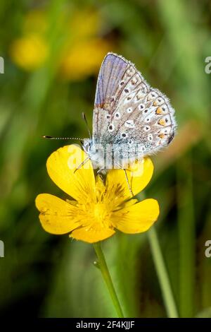 Gewöhnlicher Blauer Schmetterling (Polyommatus icarus) mit gefalteten Flügeln, ein im Frühling Sommer fliegendes Insekt auf einer gelben Wiesenblume, Stock Foto Bild Stockfoto