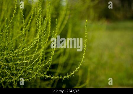 Spinatbäume und Blumenblätter hilft bei der Gewichtsabnahme und sind auch kalorienarm. Es enthält hohe Mengen an Fasern Stockfoto