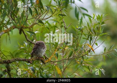 Eine kleine Eule auf dem ersten Platz. Stockfoto