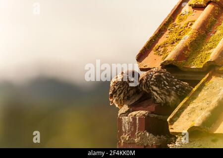 Eine kleine Eule auf dem ersten Platz. Stockfoto