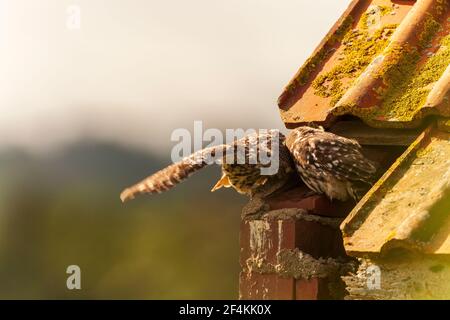 Eine kleine Eule auf dem ersten Platz. Stockfoto