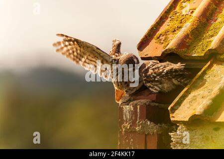 Eine kleine Eule auf dem ersten Platz. Stockfoto