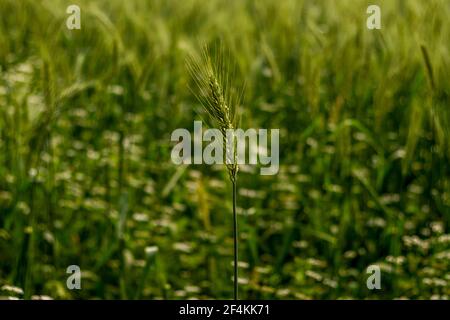 Weizenmehl auf der Erde und Weizen ist ein Gras, das für seine Samen weit verbreitet ist, ein Getreidekorn, das weltweit ein Grundnahrungsmittel ist Stockfoto