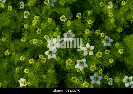 Oberer Nahaufstrieb einer weißen Nigella-Sativa-Blütenpflanze In das Dorf Feldfrüchte Stockfoto