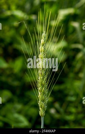 Weizen ist ein Gras, das für seine Samen weit verbreitet ist, ein Getreidekorn, das weltweit ein Grundnahrungsmittel ist, und Einkorn ist die primitivste Form von Weizen auf EA Stockfoto