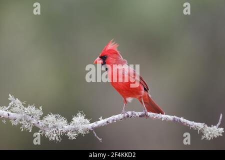 Kardinal - männliche Richmondena Cardinalis Süden von Texas, USA BI022663 Stockfoto