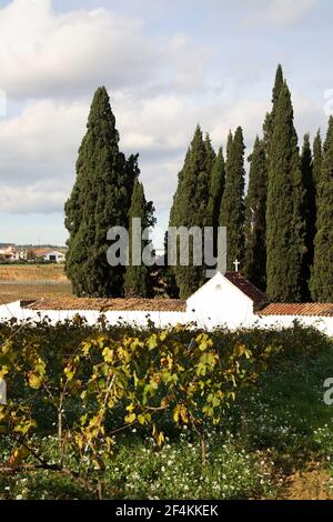 SPANIEN - Alt Penedés (Bezirk) - Katalonien - Barcelona. Lavern; cementerio / cipreses (D.O. Penedés) Stockfoto