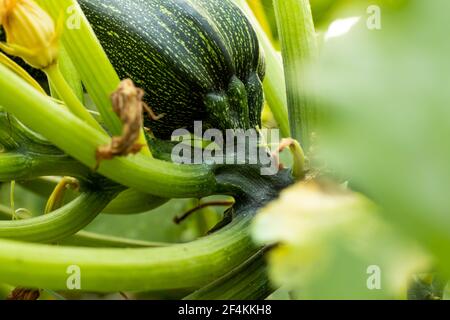 Zucchini Squash, Round Zucchini, Cucurbita oder Squash oder ist eine Gattung von krautigen Reben in der Familie der Kürbisse Stockfoto