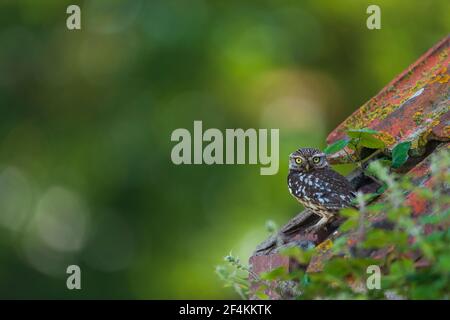 Eine kleine Eule auf dem ersten Platz. Stockfoto
