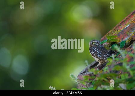 Eine kleine Eule auf dem ersten Platz. Stockfoto