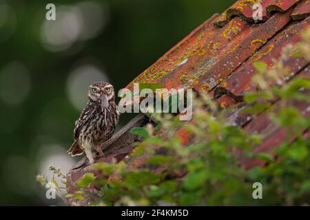 Eine kleine Eule auf dem ersten Platz. Stockfoto