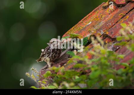 Eine kleine Eule auf dem ersten Platz. Stockfoto