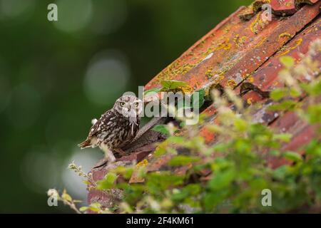 Eine kleine Eule auf dem ersten Platz. Stockfoto