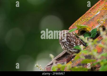 Eine kleine Eule auf dem ersten Platz. Stockfoto