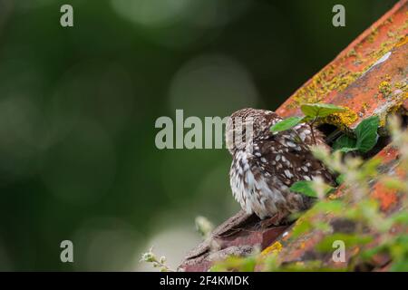 Eine kleine Eule auf dem ersten Platz. Stockfoto