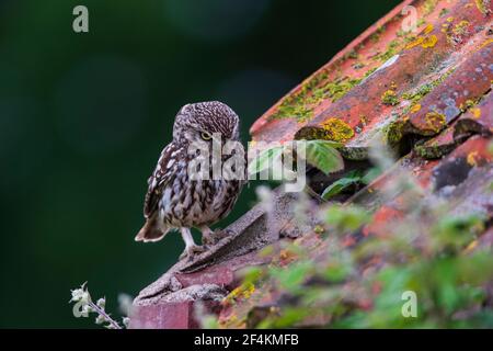 Eine kleine Eule auf dem ersten Platz. Stockfoto