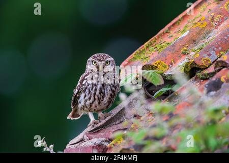 Eine kleine Eule auf dem ersten Platz. Stockfoto