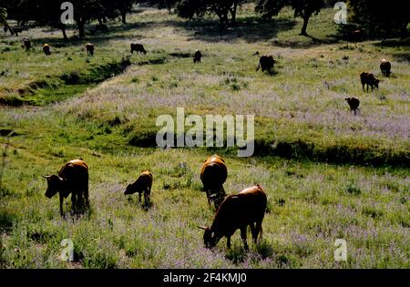 SPANIEN - Sierra Norte (Kreis) - ANDALUSIEN - Sevilla. Sierra Norte; Landschaft neben Cazalla de la Sierra Stockfoto