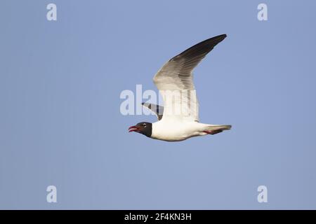 Laughing Gull - im FlugLarus atricilla South Padre Island Texas, USA BI022838 Stockfoto