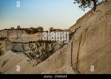 Gebrochener Baum auf einem Sandsteinfelsen. Es ist auf dem Stein im Abendlicht Stockfoto