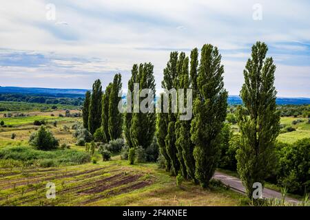 Bäume aus einer Höhe auf einem Hügel gesehen. Sie sind an der Straße ausgerichtet und von grünen Feldern umgeben Stockfoto