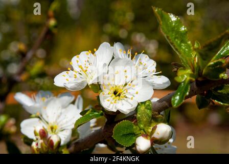 Kirschblüten in der Sonne Nahaufnahme. Einzelne Staubgefäße des Blütenstandes sind sichtbar. Stockfoto