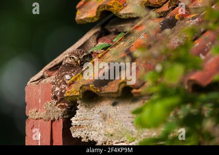 Eine kleine Eule auf dem ersten Platz. Stockfoto