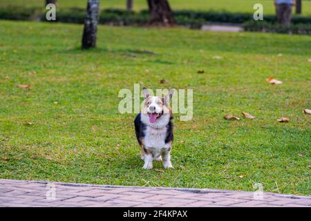 Lächelnder Cardigan Welsh Corgi Hund spielt im Park Stockfoto