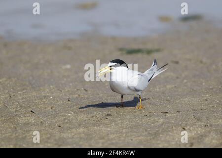 Least Tern - mit FischSterna antillarum Texas Coast, USA BI023068 Stockfoto