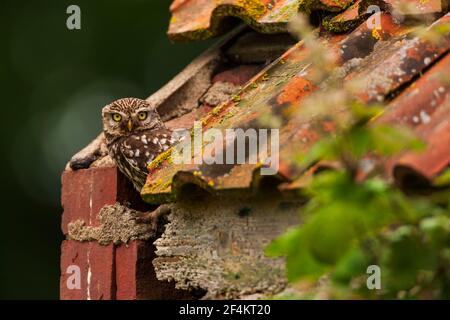 Eine kleine Eule auf dem ersten Platz. Stockfoto