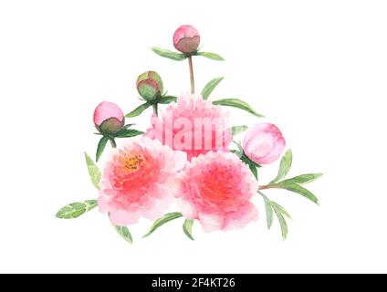 Aquarell rosa Pfingstrosen Blumen und Knospen Bouquet isoliert auf weißem Hintergrund. Aquarell handgezeichnete Blumenfrühling botanische Illustration. Drucken für Stockfoto