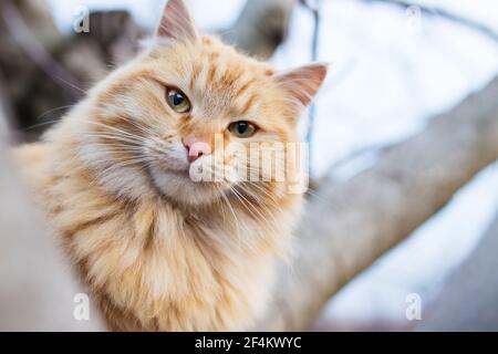 Schöne Rred flauschige Katze kletterte einen Baum, aus der Nähe. Stockfoto
