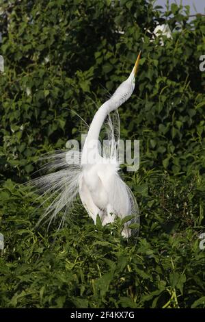 Great White Egret - männliche Darstellung Ardea alba High Island Rookery Texas, USA BI023133 Stockfoto