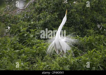 Great White Egret - männliche Darstellung Ardea alba High Island Rookery Texas, USA BI023142 Stockfoto