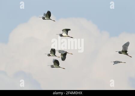 Dreifarbigen Heron - kleine Herde im Flug Egretta Tricolor hohe Insel Rookery Texas, USA BI023197 Stockfoto