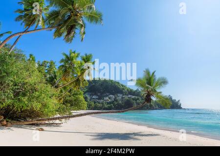 Coco Palmen im Paradies Sonnenstrand und tropisches Meer. Sommerurlaub und tropisches Strandkonzept. Stockfoto