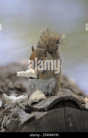 Grey Squirrel - Essen fungiSciurus carolinensis Brazos Bend State Park Texas, USA MA002367 Stockfoto