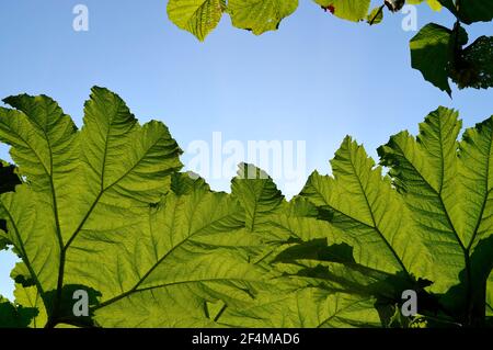 Gunnera manicata, allgemein bekannt als riesige Rhabarber Stockfoto
