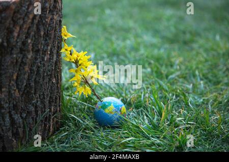 Kleine Kugel - Kugel, aus der Frühling blühendes Gelb aus Zweig ragt liegt auf gesättigtem grünem Gras. Eco-Konzept, Umweltbildung, Umwelt Stockfoto