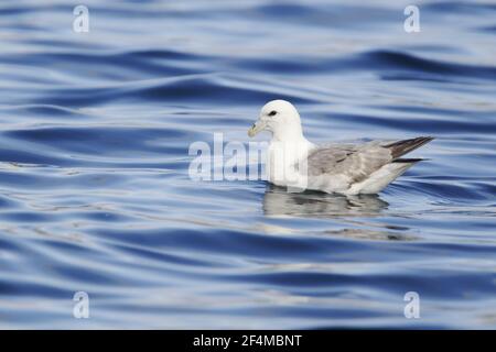 Fulmar - am Meer Fulmarus Cyclopoida Shetland, UK BI023560 Stockfoto