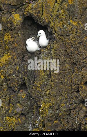 Fulmar - Paar brütet auf Flechten bedeckten Klippen Fulmarus glacialis Shetland, UK BI023581 Stockfoto